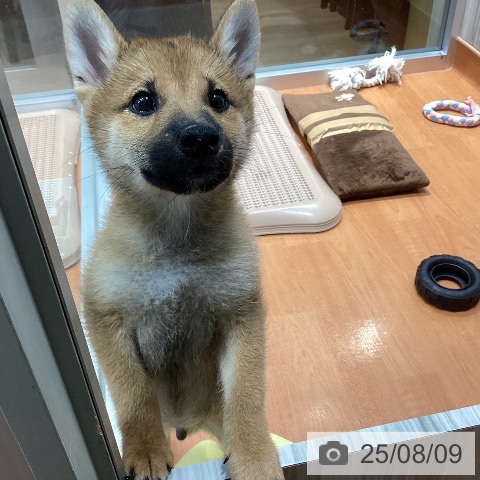 柴の写真