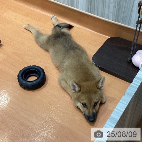 柴の写真