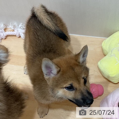 柴の写真
