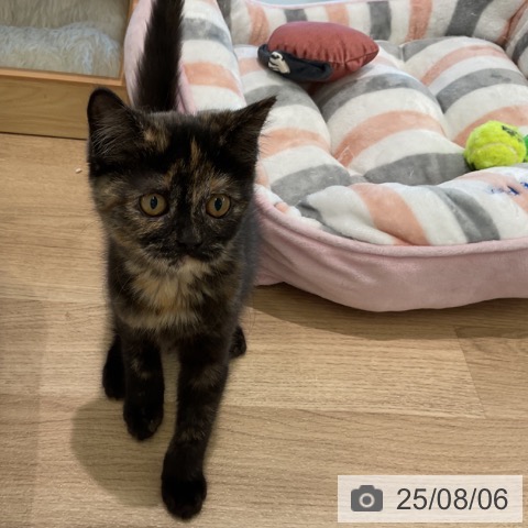 スコティッシュフォールドの写真