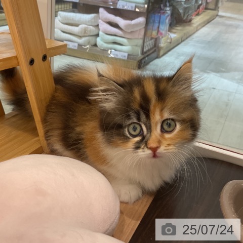 マンチカンの写真