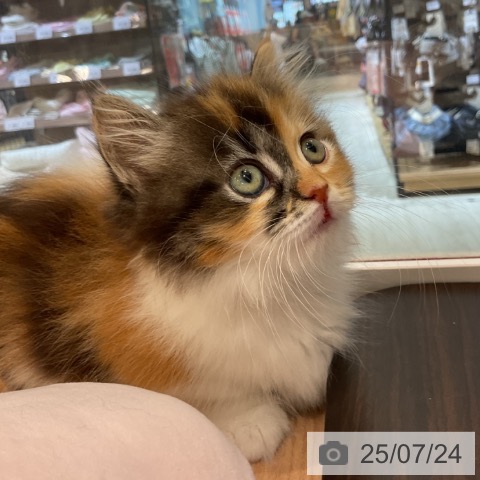 マンチカンの写真