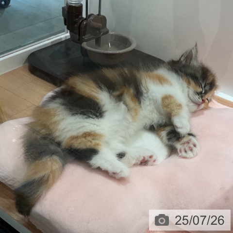 マンチカンの写真