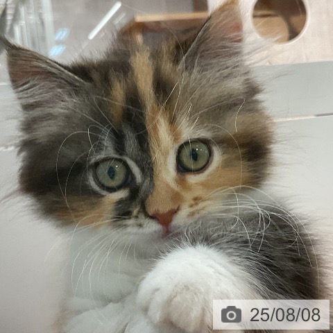 マンチカンの写真