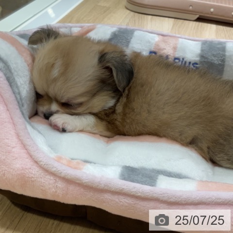 チワワの写真