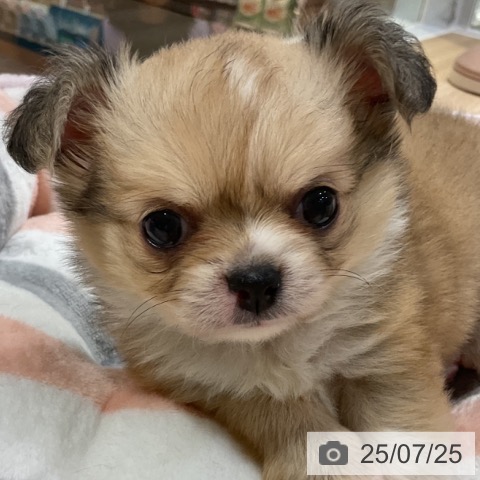 チワワの写真