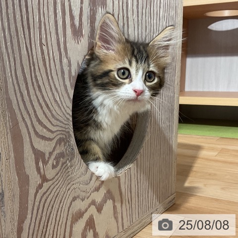 サイベリアンの写真