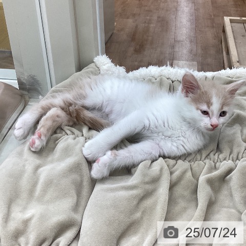 サイベリアンの写真
