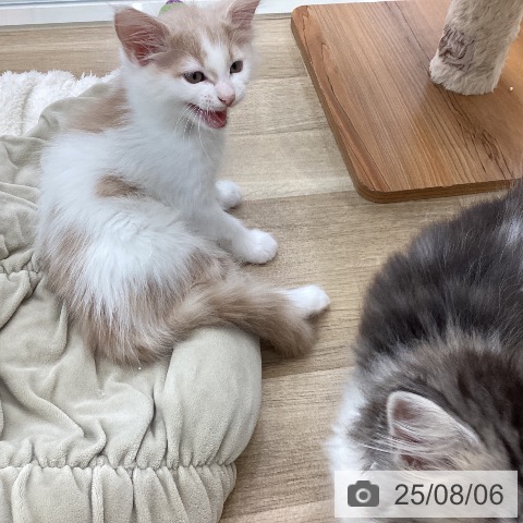 サイベリアンの写真