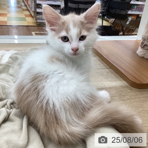 サイベリアンの写真