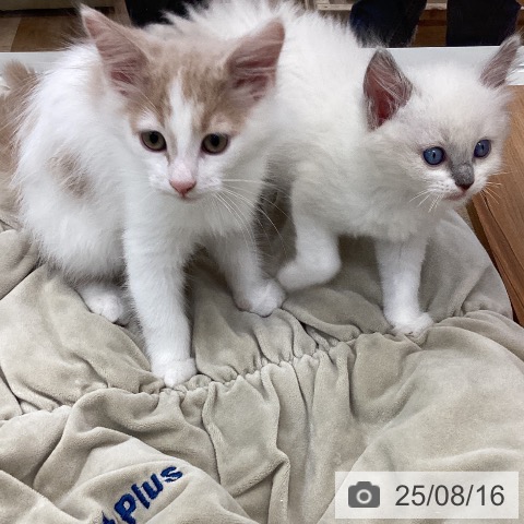 サイベリアンの写真