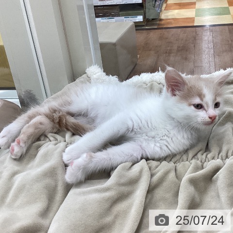 サイベリアンの写真