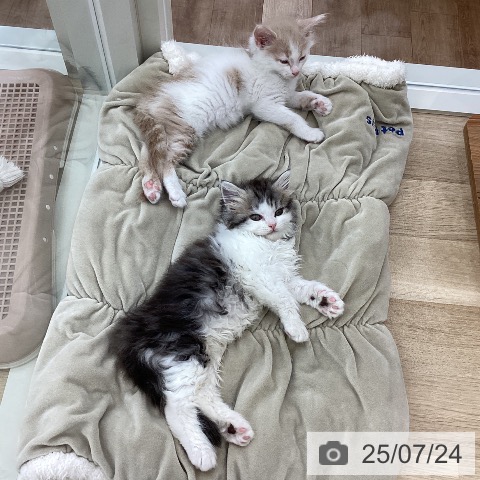 サイベリアンの写真