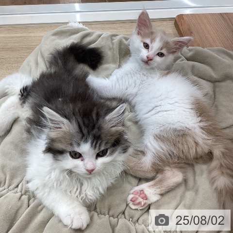 サイベリアンの写真