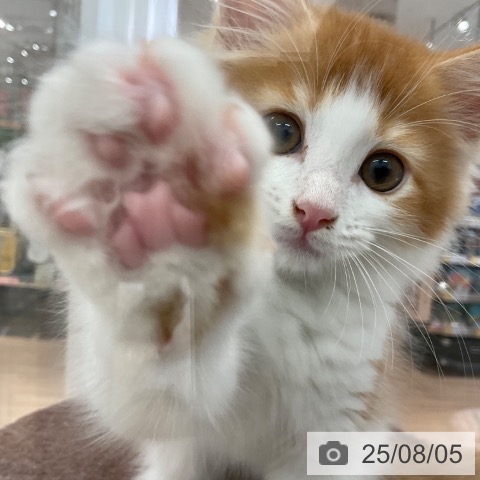 サイベリアンの写真