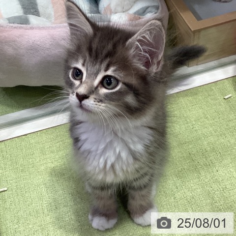 サイベリアンの写真