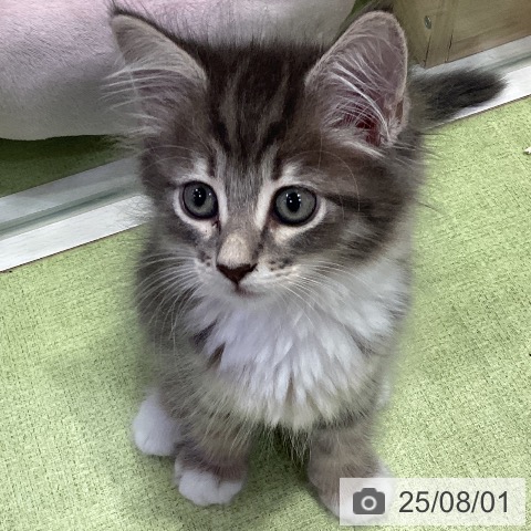 サイベリアンの写真