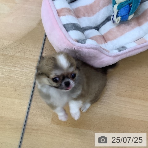 チワワの写真