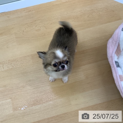 チワワの写真