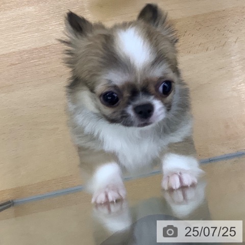 チワワの写真