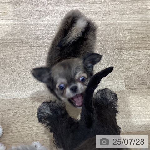 チワワの写真