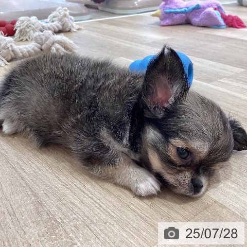 チワワの写真