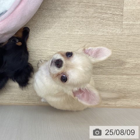 チワワの写真