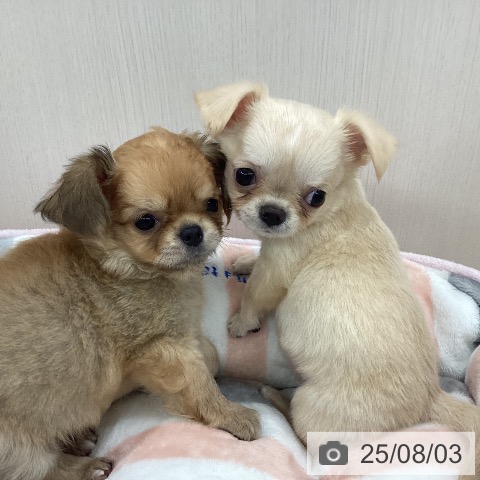 チワワの写真