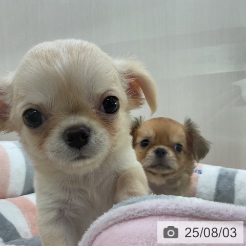 チワワの写真