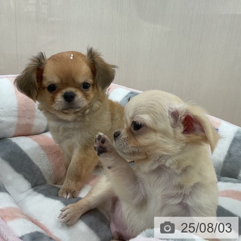 チワワの写真