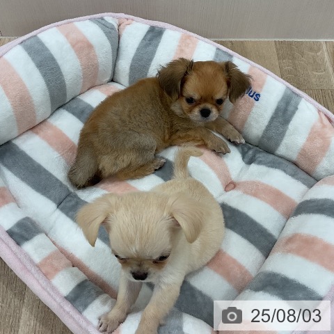 チワワの写真