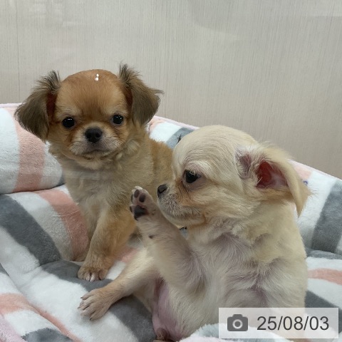 チワワの写真