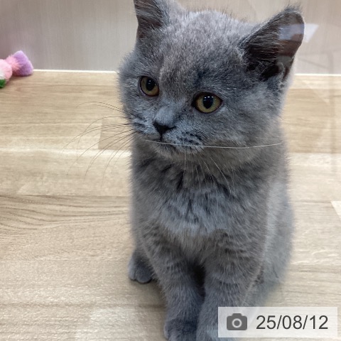 ブリティッシュショートヘアの写真