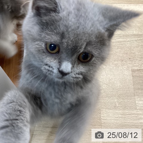 ブリティッシュショートヘアの写真
