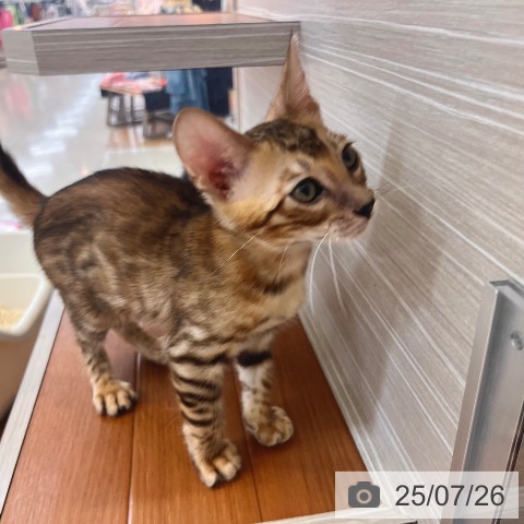 ベンガルの写真