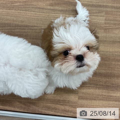 シー・ズーの写真