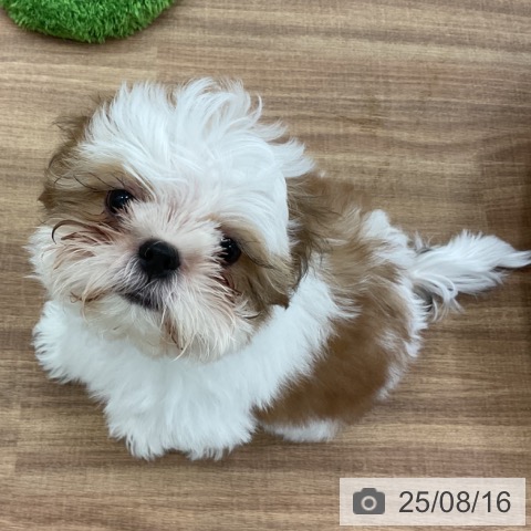 シー・ズーの写真