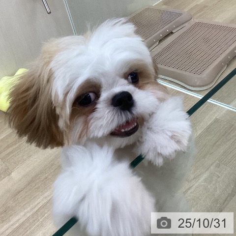 シー・ズーの写真