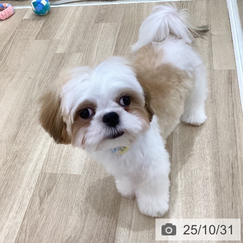 シー・ズーの写真