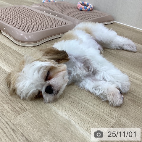 シー・ズーの写真