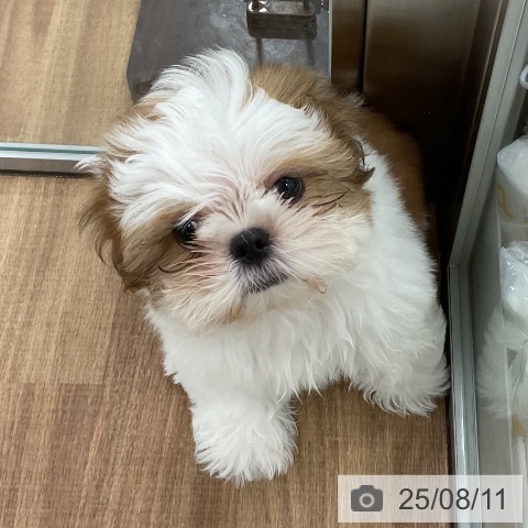 シー・ズーの写真