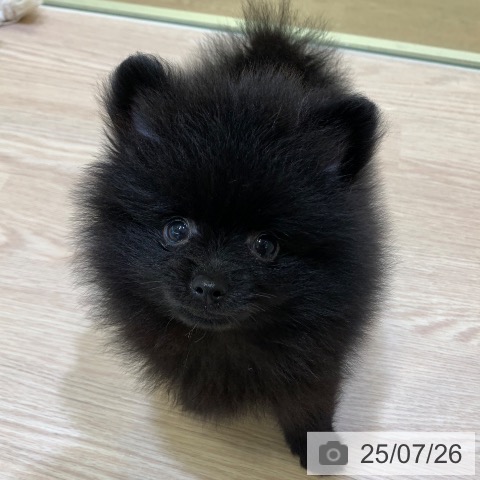 ポメラニアンの写真