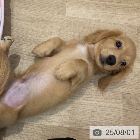 ミニチュア・ダックスフンドの写真