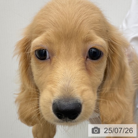 ミニチュア・ダックスフンドの写真