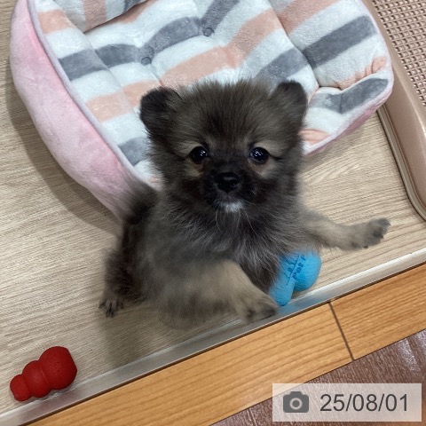 ポメラニアンの写真