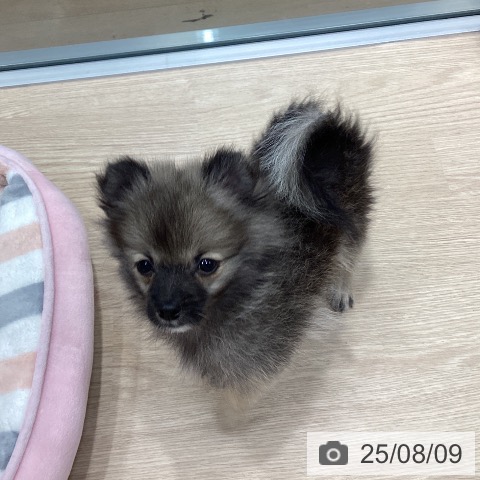 ポメラニアンの写真