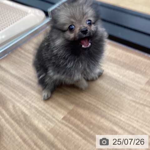 ポメラニアンの写真