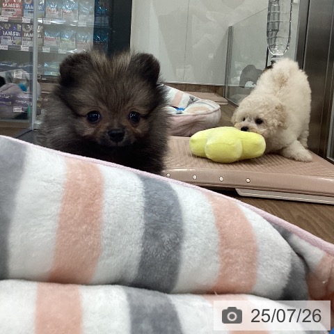 ポメラニアンの写真