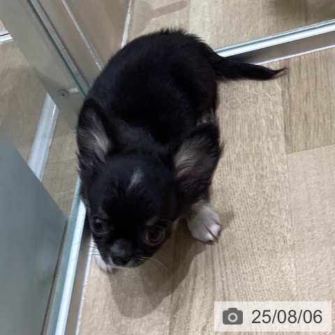チワワの写真
