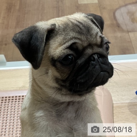 パグの写真